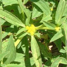 Image result for Flaveria trinervia