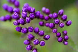 Image result for Bothriocline inyangana