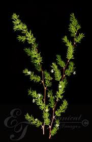 Image result for Asparagus suaveolens