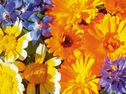 Looking for information about buy+edible+flowers? Essbare Bluten Edible Flowers Organic Seeds From Summer Flower Mixtures