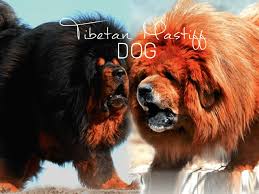The mastiff is massive, powerful and muscular. 7 Dogs Like The Tibetan Mastiff Pethelpful