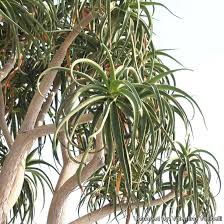 Image result for Aloidendron