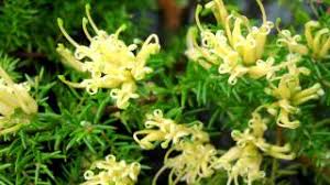 The flowers on cold hardy grevilleas are uniquely adapted. Grevillea S Growers Guide The Popular Shrub And Groundcover