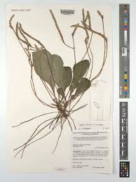 Image result for Elytraria acaulis