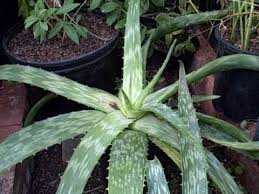 Aloe vera is a succulent plant species of the genus aloe. Japanese Aloe Vera Plant Non Bitter Edible Propagation Note Aloe V Is Poisonous For Cats Aloe Vera Plant Plants Aloe