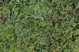 Image result for Vandenboschia