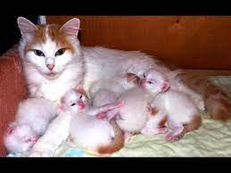 Persalinan Normal 3 Anak Kucing Lucu Youtube Kucing Lucu Anak Kucing Lucu Kucing