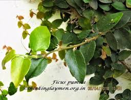 Image result for Pavetta pumila