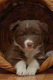 Red And White Border Collie This Was My 2nd Choice When I Was Puppy Shopping Collie Puppies Border Collie Puppies Baby Animals