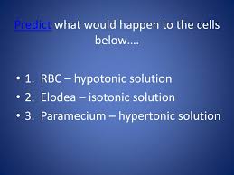 Maybe you would like to learn more about one of these? Ppt Osmosis Review Powerpoint Presentation Free Download Id 1974248