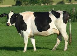 Black And White Cow Breed Name Jersey Breed Dairy Cows Holstein Cows Dairy Cows Holstein