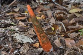 Image result for Mutinus elegans