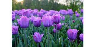 Research in the gardens focuses on ornamental plants for south. Events At Mccrory Gardens Morning Ag Clips