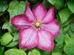 In this video, monty don guides you through the process of taking clematis cuttings. Growing Clematis From Cuttings Thriftyfun
