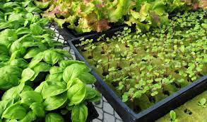 Maybe you would like to learn more about one of these? How To Grow Strong Healthy Seedlings In 7 Steps