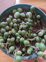 Image result for Mealybug cucumber