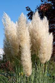 Container Gown Pampas Grass Can You Grow Pampas Grass In Pots Pampas Grass Care Grass Care Pampas Grass Landscape