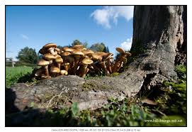 Pilze Petermarbaise Tuxoche Pilze