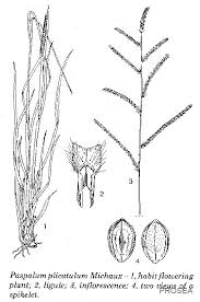 Image result for Paspalum plicatulum