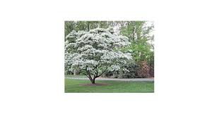 Image result for Chionodes continuellus