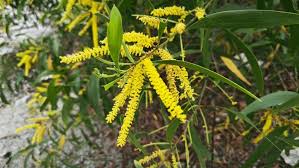 Image result for Acacia mangium