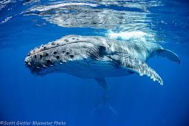 The whale shark is not a mammal but a fish. The World S Best Places To Swim With Whales Bluewater Dive Travel