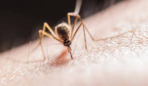 Image result for mosquito bite