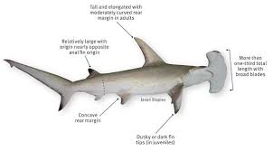 You should, for having a skull like that. Image Result For Great Hammerhead Anatomy Hammerhead Shark Shark Shark Tattoos