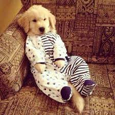 Dog Puppy Pajamas How To Get Dog Used To Wear Pajama Modern Fleece Flannel Thermal Diy Homemade Pup Party Pajamas Dogica