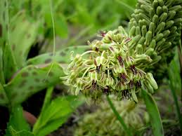 Image result for Ledebouria Unidentified sp. no5.