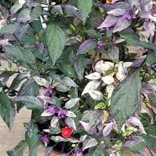 Maybe you would like to learn more about one of these? Capsicum Annuum Purple Flash Ornamental Chilli Pepper Purple Flash Uploaded By Jenny10