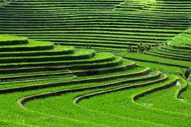 صور مدرجات الأرز إندونيسيا Beautiful Places On Earth Places To Visit Magical Places