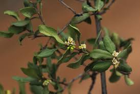 Image result for Euclea undulata