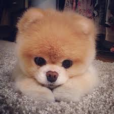 Boo The Dog Dog Cutie Favorite Boo Foodforthesoul Sweet Cute Animals Cute Dogs World Cutest Dog