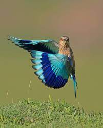 Best Birds Of World On Instagram Follow Us For Amazing Bird Photography From Around The World Visit The Priva Bird Photography Indian Roller Beautiful Birds