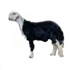 غنم للبيع animals cow lamb