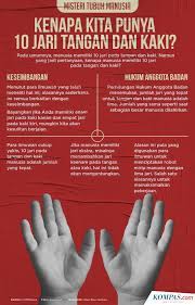 Jun 30, 2021 · terkuak misteri tengkorak dalam mobil, korban ternyata hilang 2 tahun lalu, statusnya ayah dan anak rupanya, tengkorak tersebut merupakan ayah dan anak yang sempat dikabarkan hilang 2 tahun lalu. Infografik Misteri Tubuh Manusia Kenapa Kita Punya 10 Jari Tangan Dan Kaki