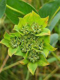 Image result for Bupleurum rotundifolium