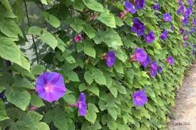 琉球朝顔 オーシャンブルー の育て方と花言葉 Horti ホルティ By Greensnap