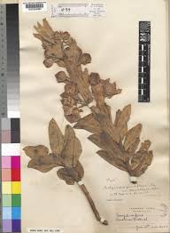 Image result for Pachycarpus concolor