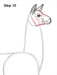 Where are the fortnite llama locations? Drawing Skill Llama Head Drawing