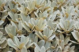 The New Leaves Of Rhododendron Pachysanthum Silbervelour Have A White Indumentum Azaleas Shade Garden Rhododendron