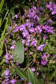 Hardenbergia Violacea Australian Native Garden Australian Native Plants Native Garden