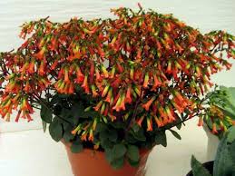 Kalanchoe Manginii Chandelier Plant World Of Succulents Plants Succulents Succulents Garden