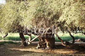 Image result for Acacia nilotica