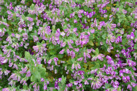 Image result for Polygala xanthina