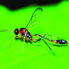 Most notably, the admittedly somewhat lengthy term black and yellow mud dauber aptly serves its purpose. Mud Dauber Wasp Catseye Pest Control