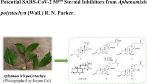 Image result for Aphanamixis