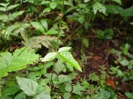 Image result for Hylodesmum repandum