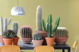 Contents show how often should i water my cactus in winter? 4 Tips For How To Look After A Cactus London Evening Standard Evening Standard